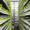 The rise of urban and vertical farming